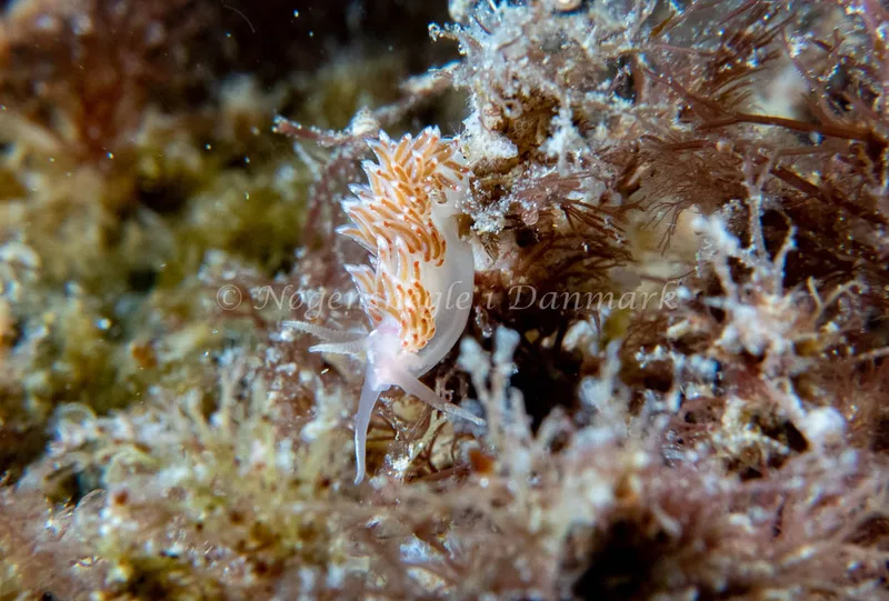 Facelina auriculata - Barken (Vrag), Saltum Strand - Foto: Tina Hindal