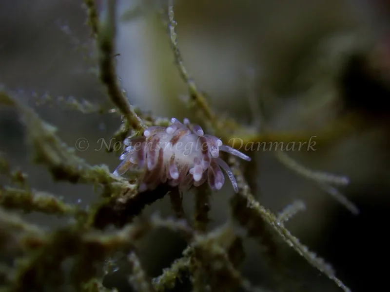 Cuthonella concinna - Ammoniakhavnen - Foto: Laurits Larsen