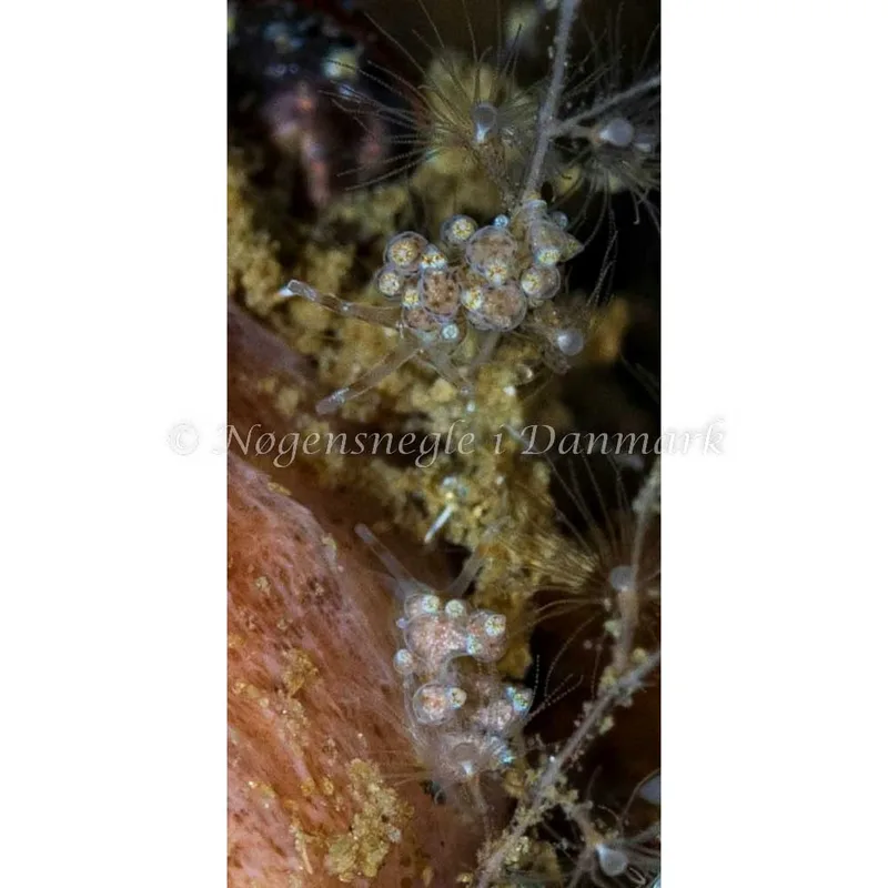 Billede af nøgensneglen Eubranchus exiguus - Munkholmbroen - Foto: Jette Egtved Hansen