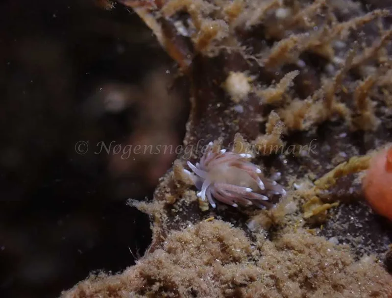 Cuthonella concinna - Ebeltoft Færgehavn - Foto: Per Søndergaard