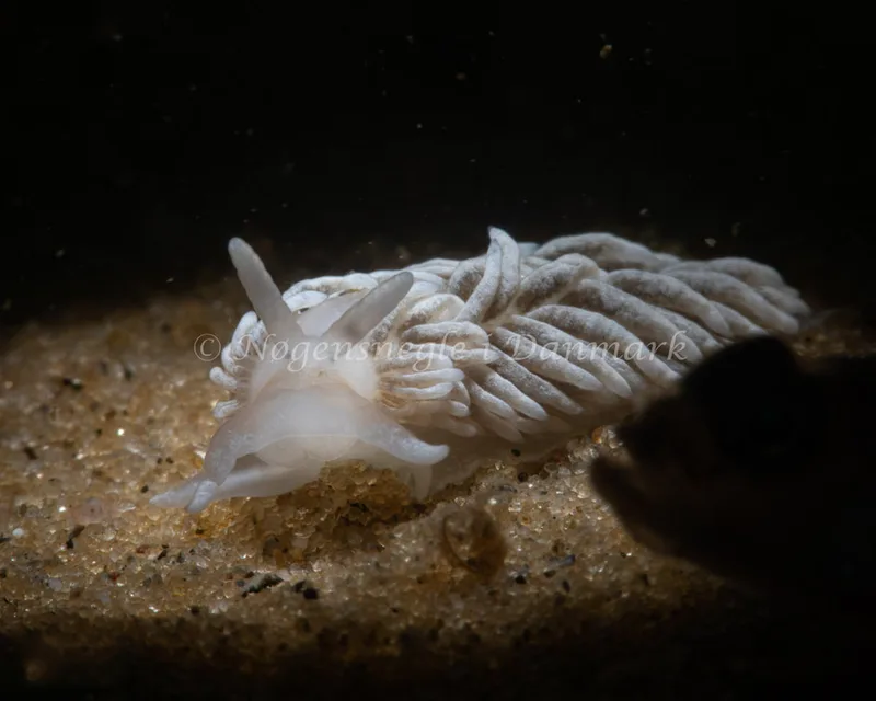 Aeolidiella glauca - Natomolen, Femmøller Strand - Foto: Mikkel Noe-Nygaard