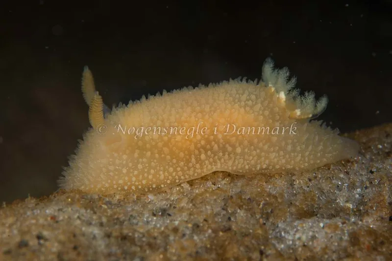 Billede af nøgensneglen Acanthodoris pilosa