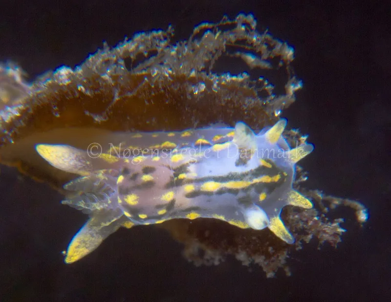 Polycera quadrilineata - Ammoniakhavnen - Foto: Niels Astrup Millard