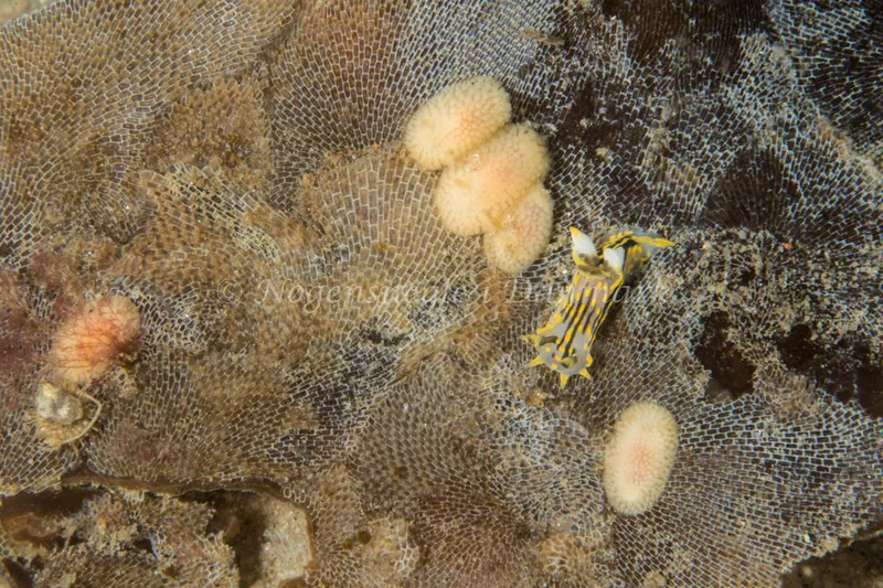 Onchidoris muricata - Ammoniakhavnen - Foto: Poul Erik Rasmussen