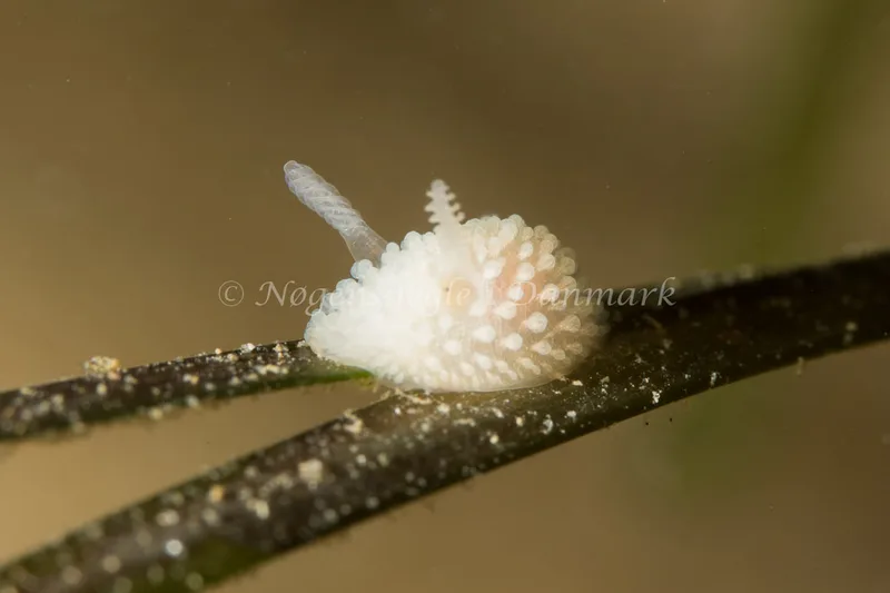 Onchidoris muricata - Ammoniakhavnen - Foto: Poul Erik Rasmussen