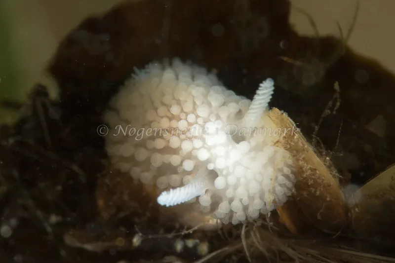 Onchidoris muricata - Ammoniakhavnen - Foto: Poul Erik Rasmussen