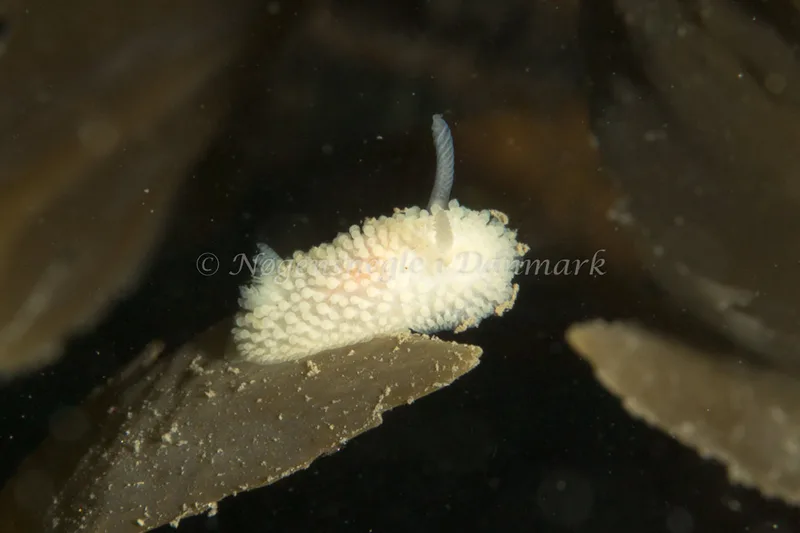 Onchidoris muricata - Lyngsbo Strand - Foto: Poul Erik Rasmussen