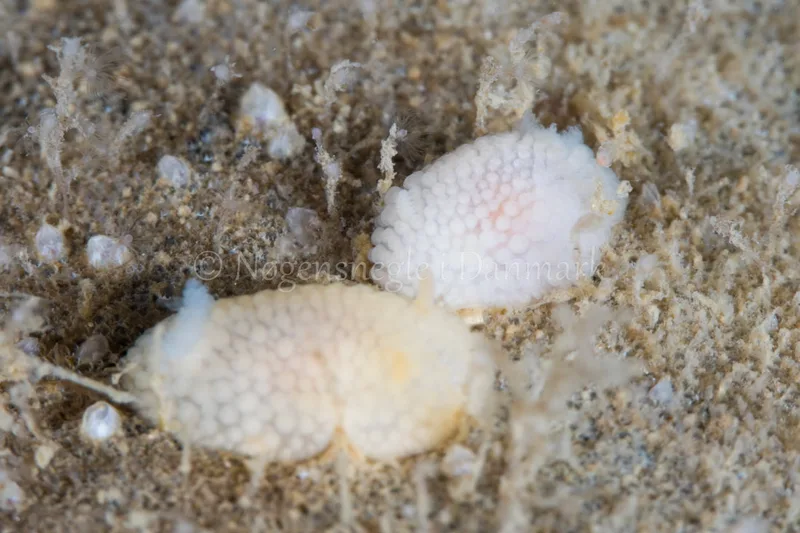 Onchidoris muricata - Dykkerklubben Marsvinet - Foto: Poul Erik Rasmussen