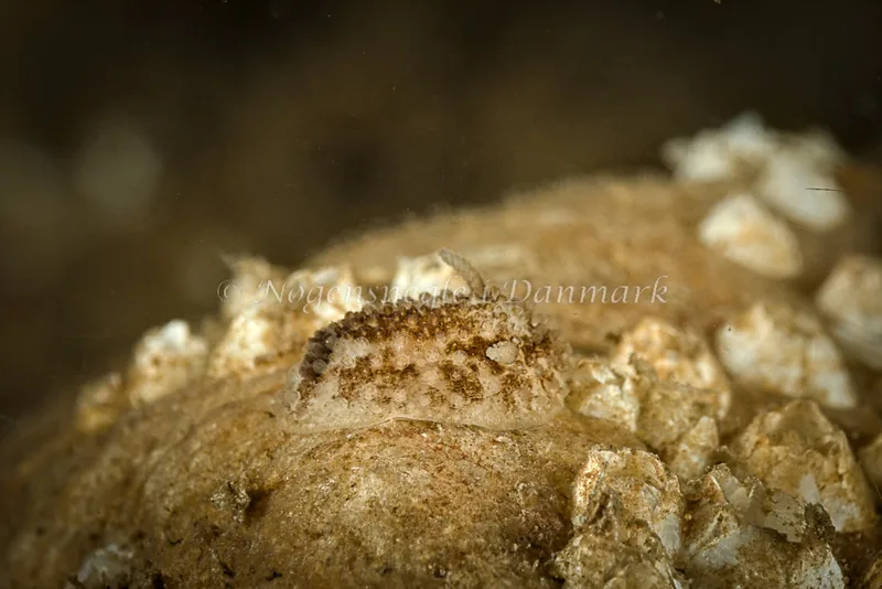 Onchidoris bilamellata - Søbadet - Foto: Klaus Kevin Kristensen