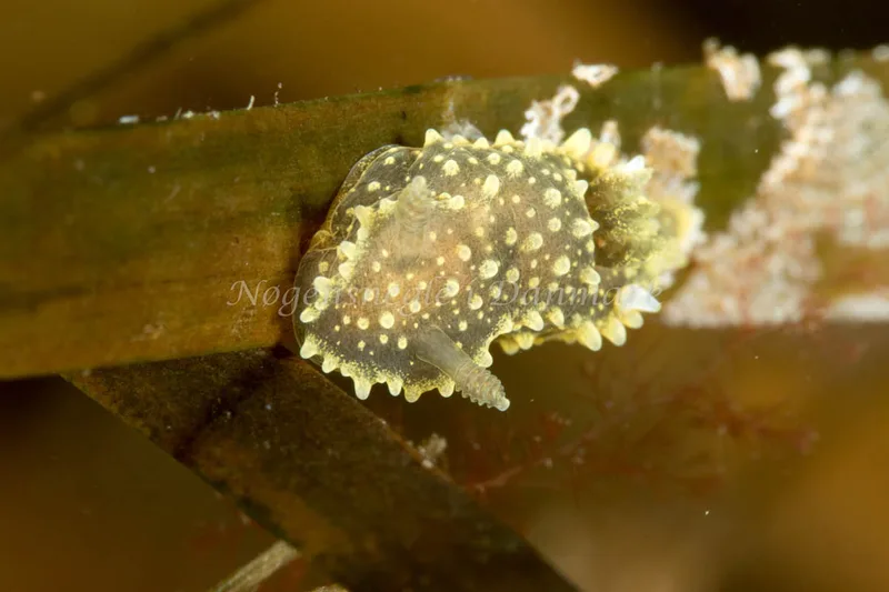 Palio dubia - Kollund Lillestrand - Foto: Poul Erik Rasmussen