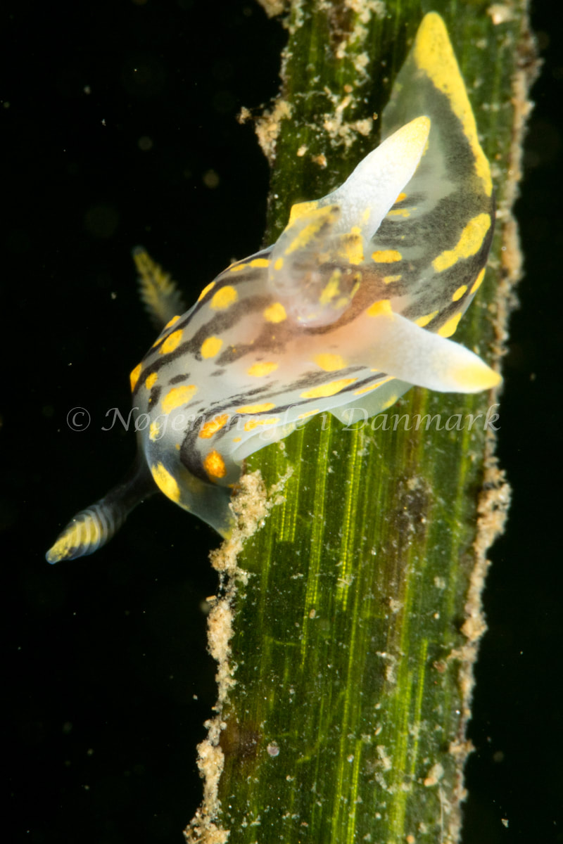 Polycera quadrilineata - Strib Havn - Foto: Poul Erik Rasmussen