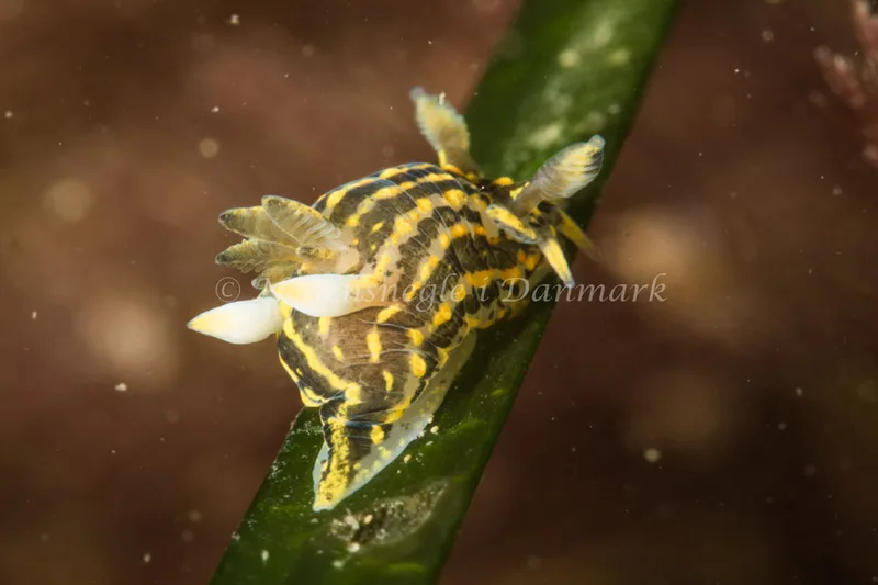 Polycera quadrilineata - Ammoniakhavnen - Foto: Poul Erik Rasmussen