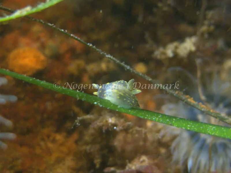 Polycera quadrilineata - Natomolen, Femmøller Strand - Foto: Klaus Kevin Kristensen