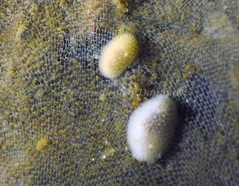 Onchidoris muricata - Søbadet - Foto: Jens Egon Jørgensen