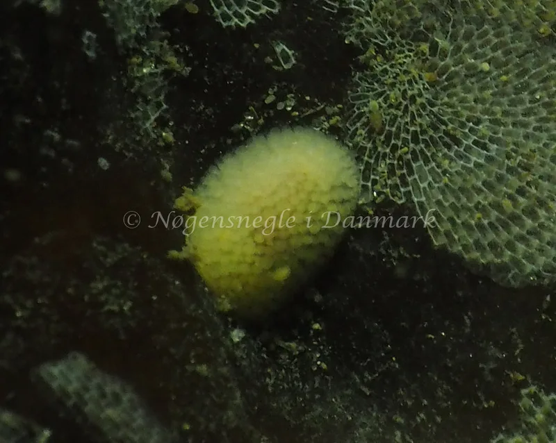 Onchidoris muricata - Søbadet - Foto: Jens Egon Jørgensen