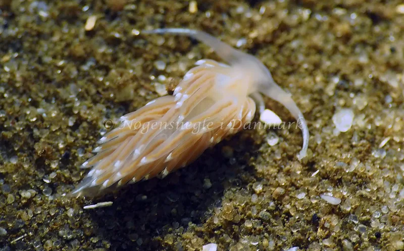 Facelina cf bostoniensis - Sønderhav Strand - Foto: Jens Egon Jørgensen