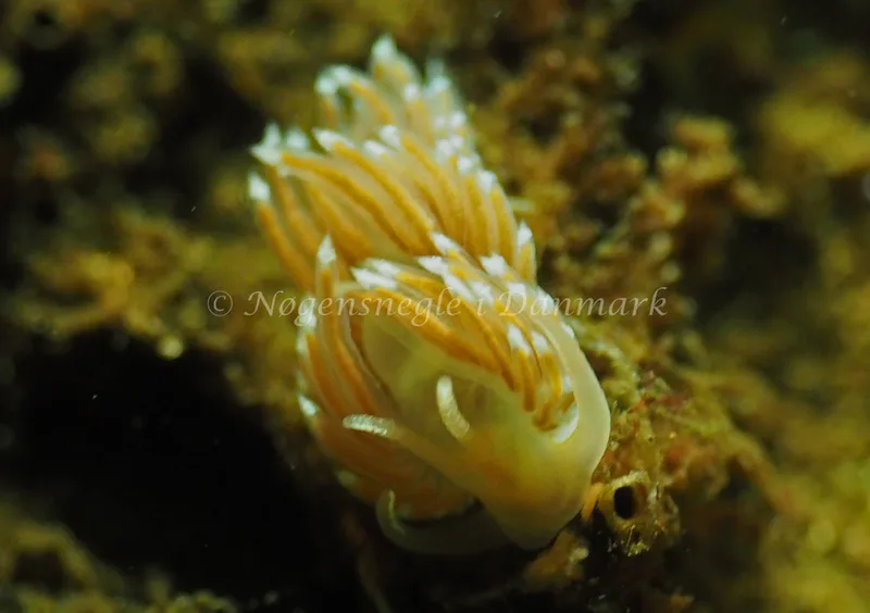 Facelina cf bostoniensis - Sønderhav Strand - Foto: Jens Egon Jørgensen