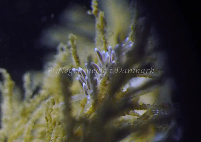 Cuthonella concinna - Ammoniakhavnen - Foto: Jens Egon Jørgensen