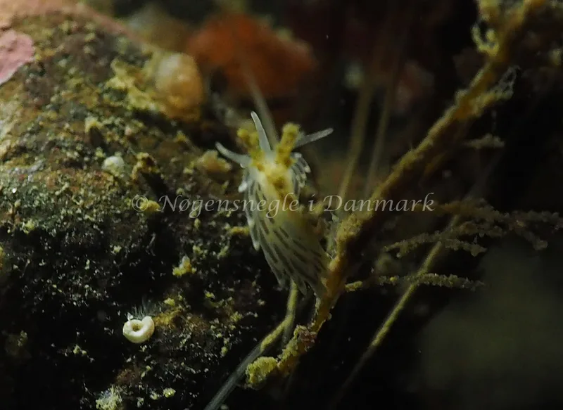 Cuthonella concinna - Ammoniakhavnen - Foto: Jens Egon Jørgensen
