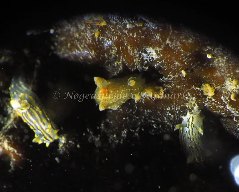 Polycera quadrilineata - Ammoniakhavnen - Foto: Jens Egon Jørgensen