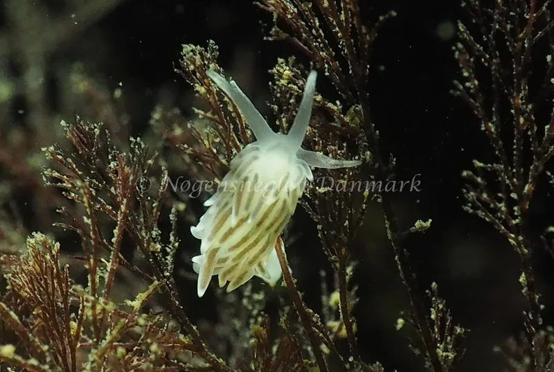 Cuthonella concinna - Ammoniakhavnen - Foto: Jens Egon Jørgensen