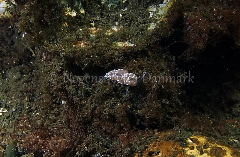Facelina cf. bostoniensis - Kollund Lillestrand - Foto: Jens Egon Jørgensen