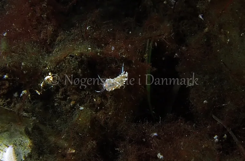 Facelina cf. bostoniensis - Kollund Lillestrand - Foto: Jens Egon Jørgensen