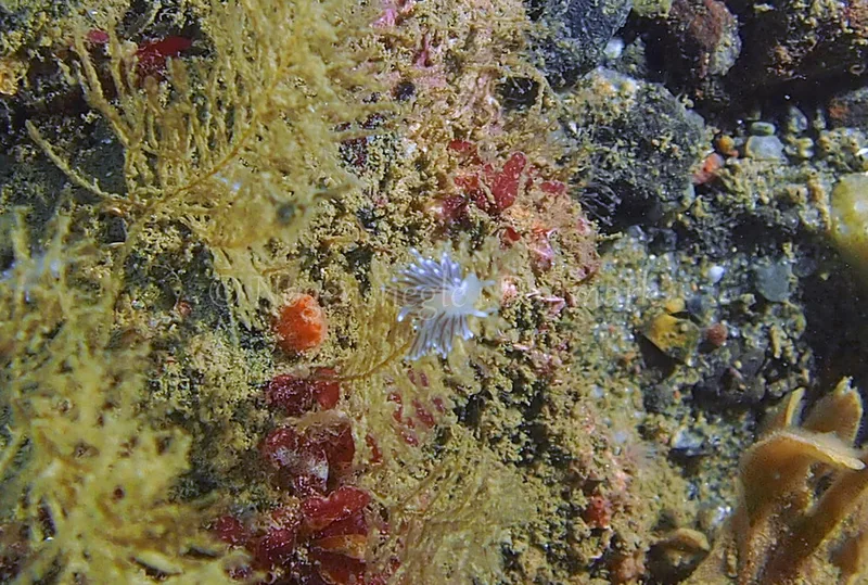 Cuthonella concinna  - Ammoniakhavnen - Foto: Jens Egon Jørgensen