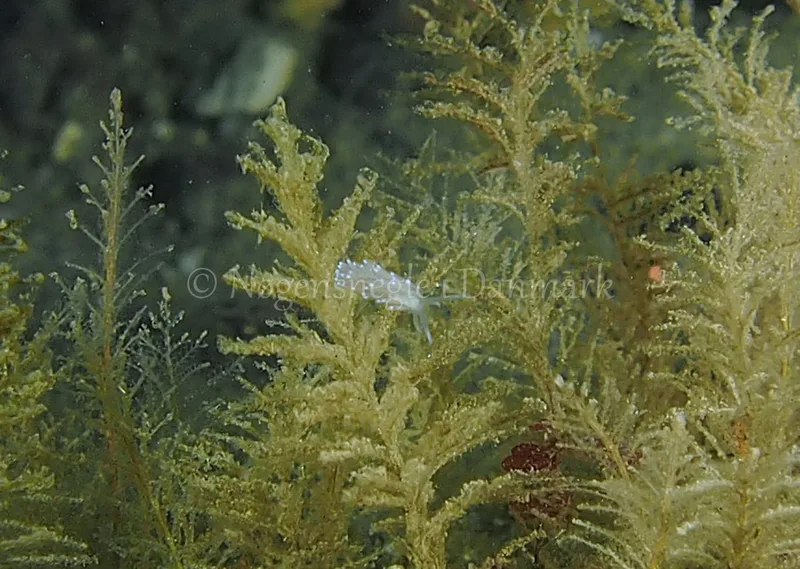 Cuthonella concinna  - Ammoniakhavnen - Foto: Jens Egon Jørgensen