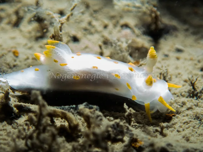 Polycera quadrilineata - Cementbåden (Vrag) - Foto: Kenneth Krull