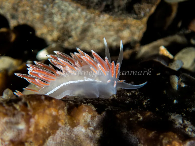 Gulenia monicae - Søbadet - Foto: Kenneth Krull