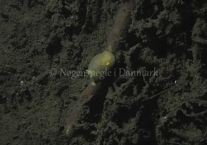 Acanthodoris pilosa - Teglværkshavnen - Foto: Jens Egon Jørgensen