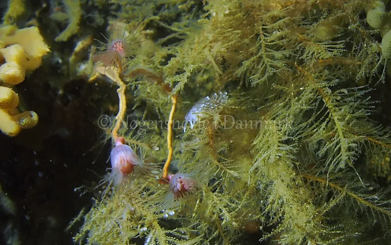 Cuthonella concinna - Ammoniakhavnen - Foto: Jens Egon Jørgensen
