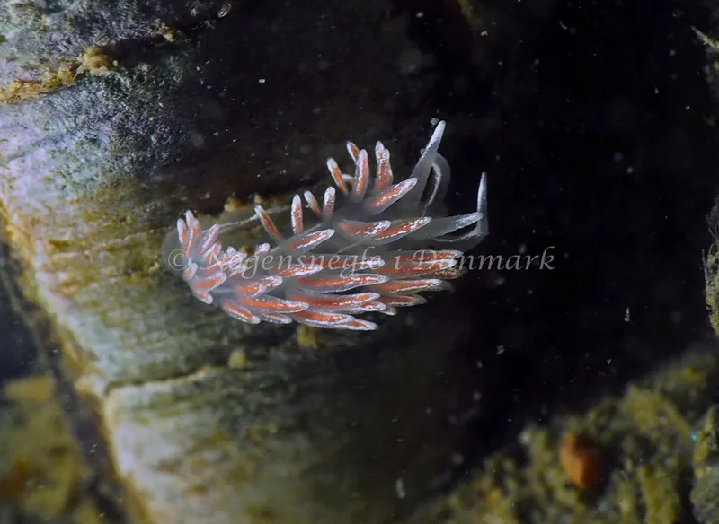 Gulenia monicae - Lyngsbo Strand - Foto: Jens Egon Jørgensen