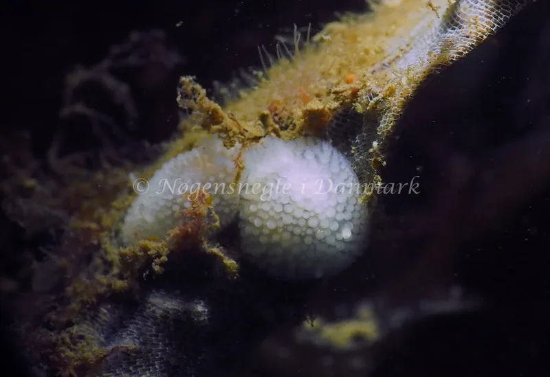 Onchidoris muricata - Strib Havn - Foto: Jens Egon Jørgensen
