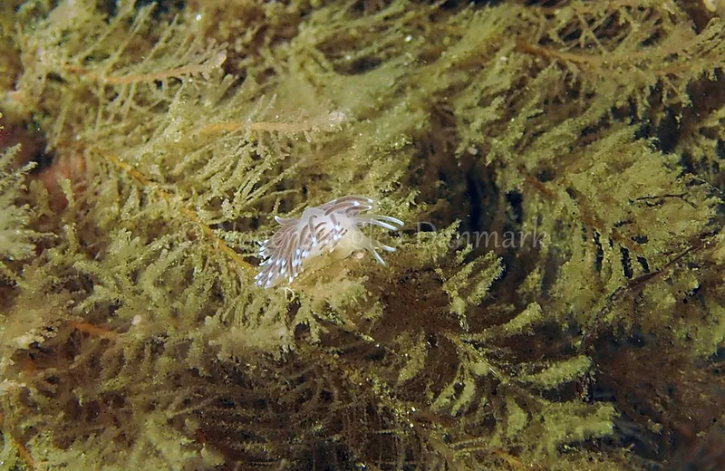 Cuthonella concinna - Ammoniakhavnen - Foto: Jens Egon Jørgensen