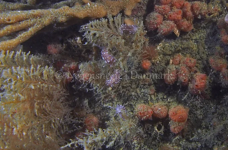 Cuthonella concinna - Ammoniakhavnen - Foto: Jens Egon Jørgensen