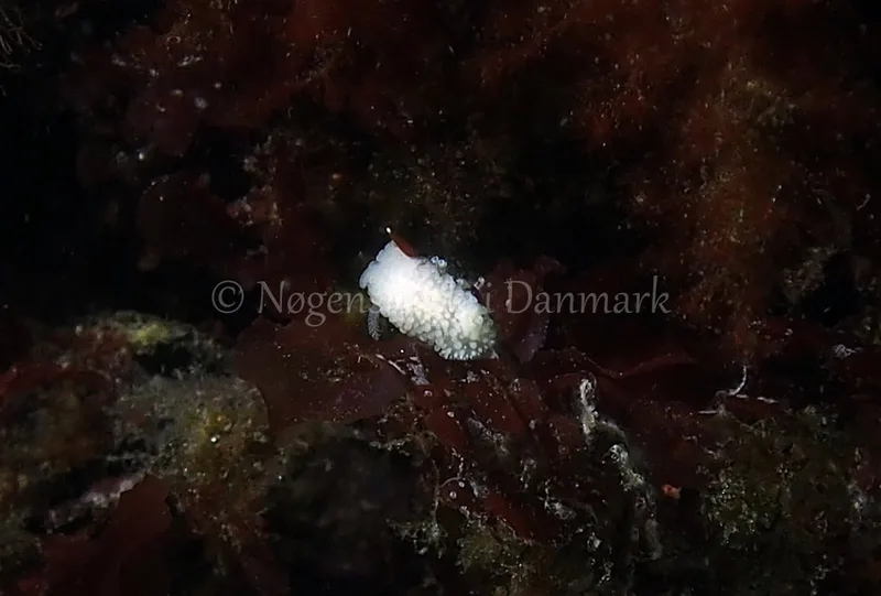 Onchidoris muricata - Ammoniakhavnen - Foto: Jens Egon Jørgensen