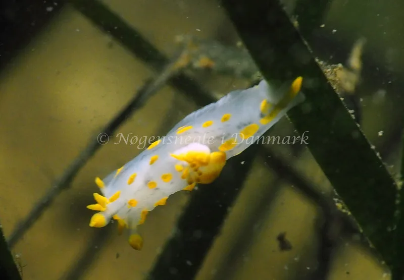 Polycera quadrilineata - Lyngsbo Strand - Foto: Jens Egon Jørgensen