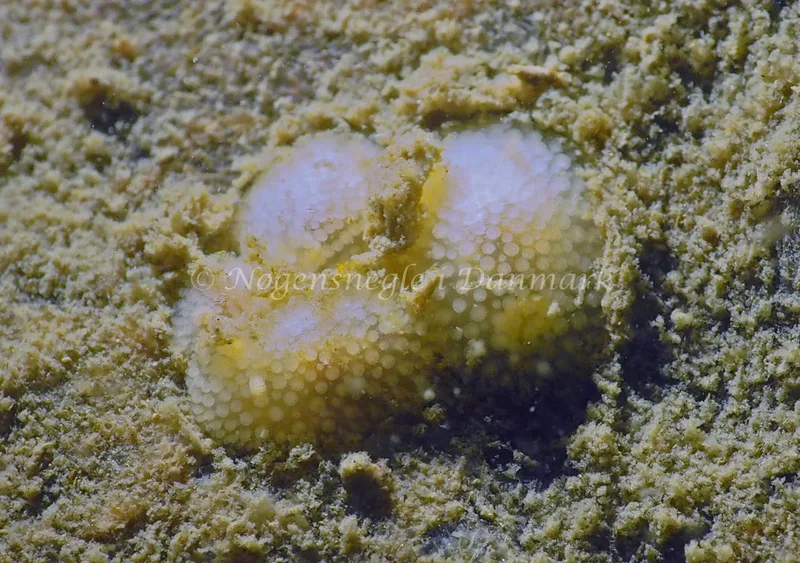 Onchidoris muricata - Lyngsbo Strand - Foto: Jens Egon Jørgensen