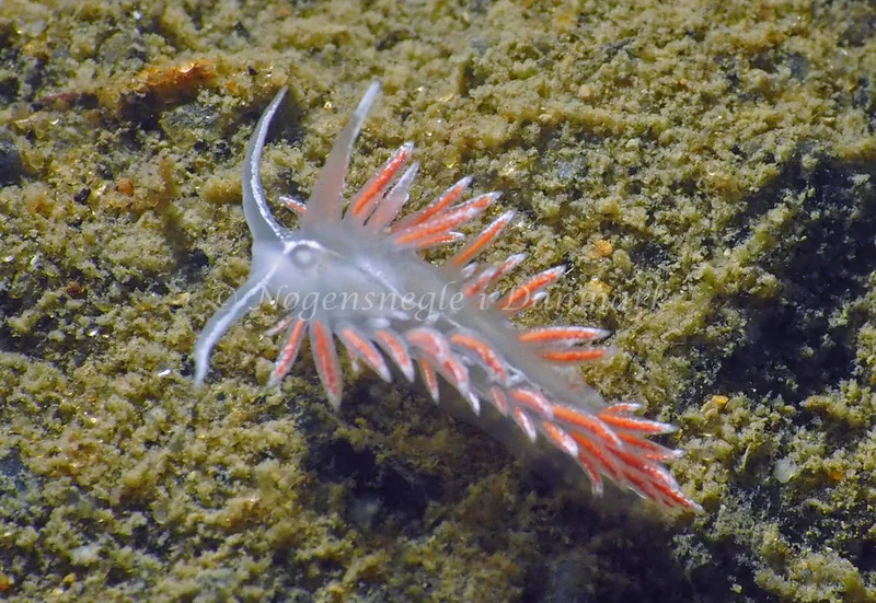 Gulenia monicae - Lyngsbo Strand - Foto: Jens Egon Jørgensen