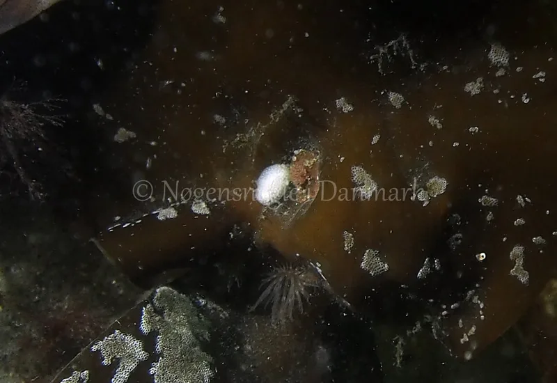 Onchidoris muricata - Søbadet - Foto: Jens Egon Jørgensen