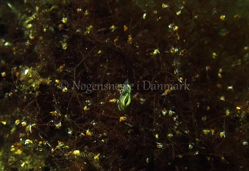 Elysia viridis - Kollund Lillestrand - Foto: Jens Egon Jørgensen
