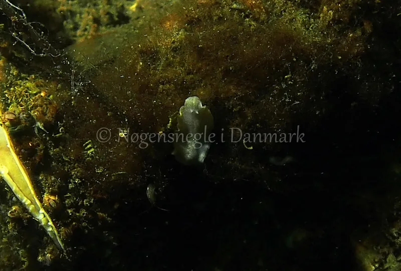 Prostheceraeus sp. - Kollund Lillestrand - Foto: Jens Egon Jørgensen