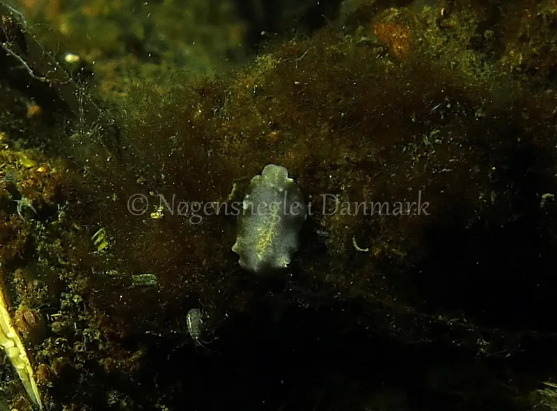 Prostheceraeus sp. - Kollund Lillestrand - Foto: Jens Egon Jørgensen