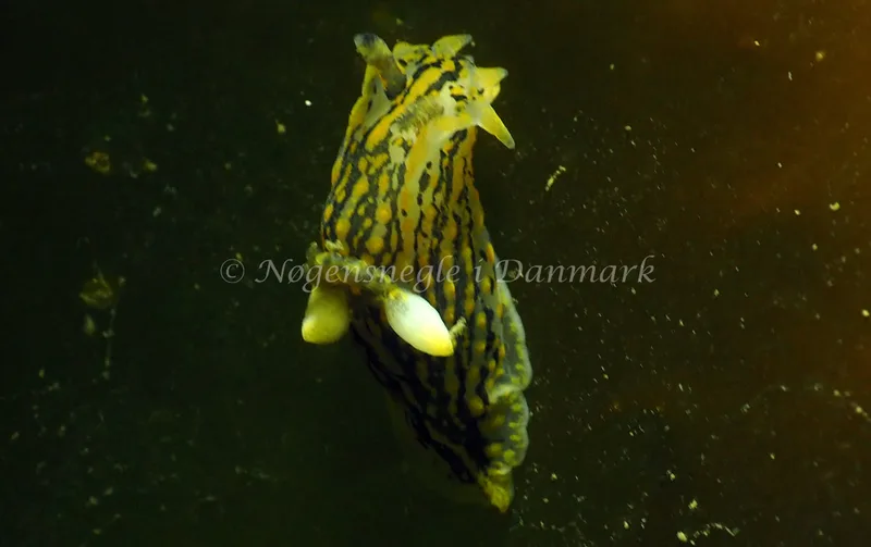 Polycera quadrilineata - Ammoniakhavnen - Foto: Jens Egon Jørgensen