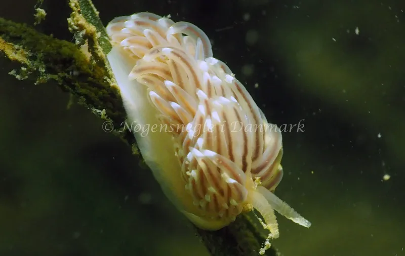 Facelina bostoniensis - Ammoniakhavnen - Foto: Jens Egon Jørgensen