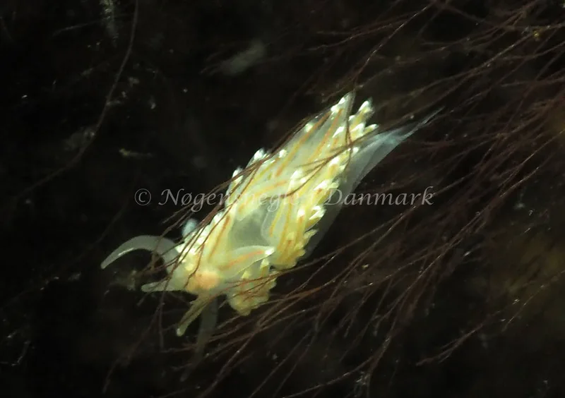Facelina cf bostoniensis - Kollund Lillestrand - Foto: Jens Egon Jørgensen