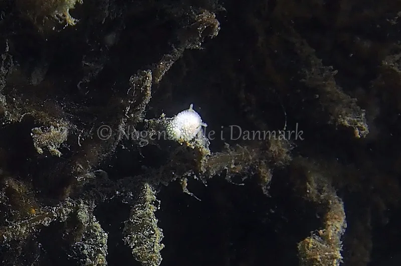 Onchidoris muricata - Ammoniakhavnen - Foto: Jens Egon Jørgensen