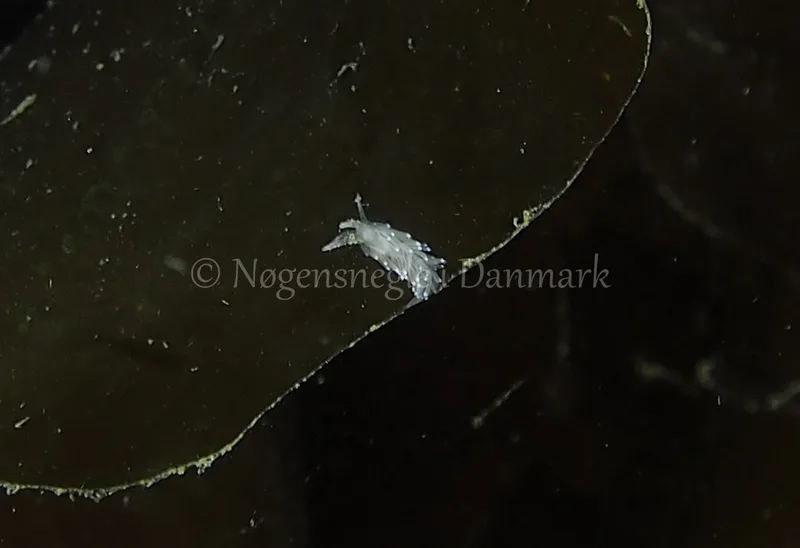 Cuthonella concinna - Ammoniakhavnen - Foto: Jens Egon Jørgensen